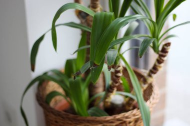 Çubuk tencerede Yucca palmiyesi