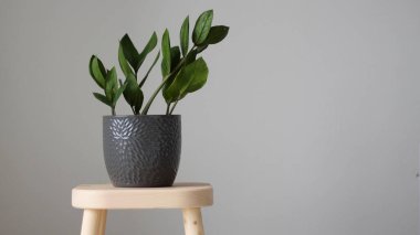 Gri tencerede yeşil Zamioculcas