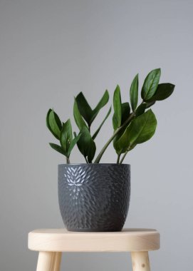 Gri tencerede yeşil Zamioculcas