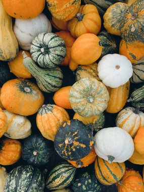 Renkli balkabaklarına yakın çekim. Sonbahar hasadı, çiğ ve taze çiftlik sebzeleri.