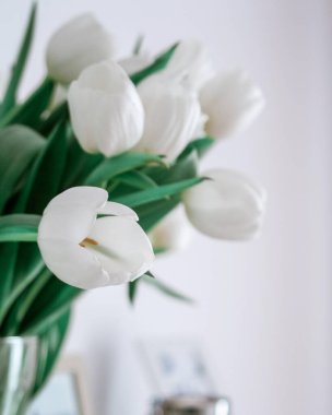 Taze beyaz laleler. Bahar çiçekleri. Çiçek minimalizmi.