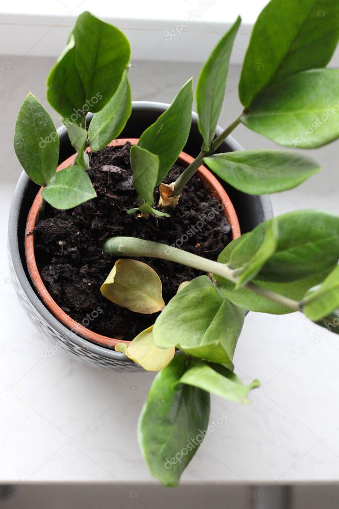 Zamioculcas with yellow leafs in a gray pot stands on a white windowsill