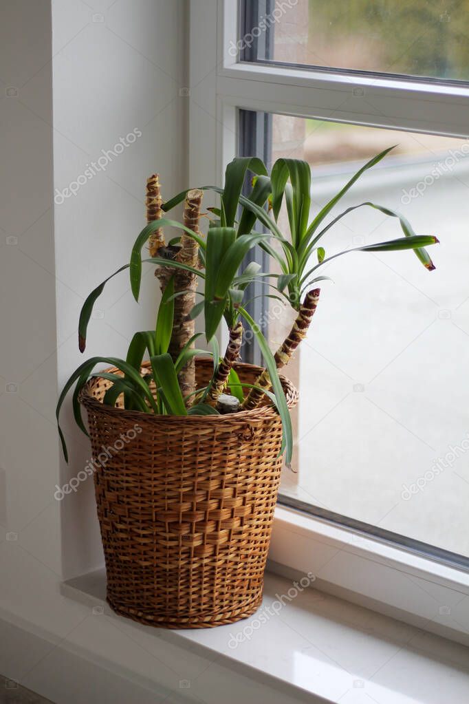 Yucca palm in a straw pot
