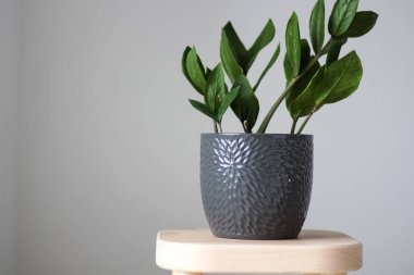 Gri tencerede yeşil Zamioculcas