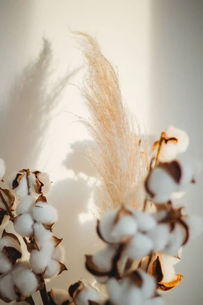 Branches of cotton and pampas grass in a white vase on a white wall background.