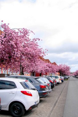 Çiçek açan güzel kiraz çiçekleri. Pembe sakura..