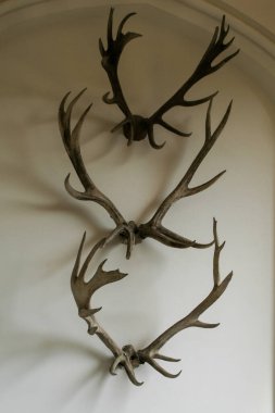 Geyik boynuzları duvarda. Açık hava iç dekorasyonu