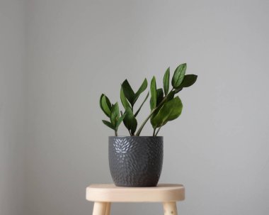 Gri tencerede yeşil Zamioculcas