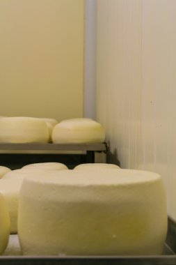  Pecorino peyniri fabrika