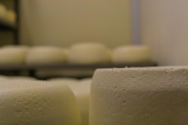  Pecorino peyniri fabrika