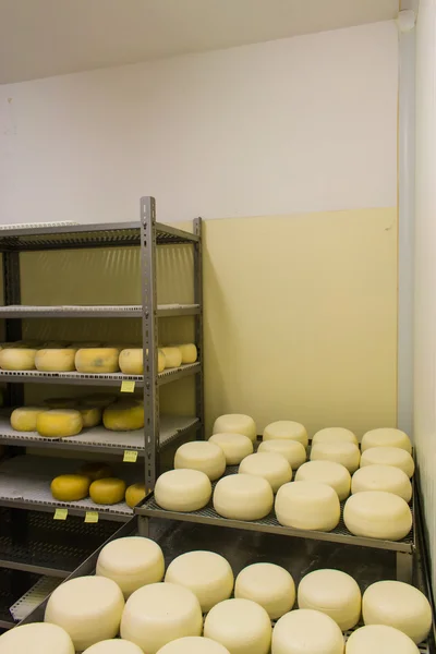 Fábrica de queijo Pecorino — Fotografia de Stock