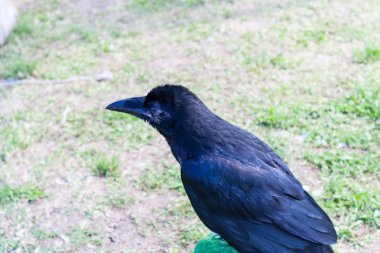 Karga Şahinle aşamasında