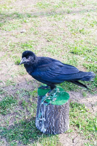 Crow in a falconry stage — Stock Photo, Image