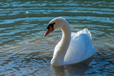 Gölde yüzen kuğu.