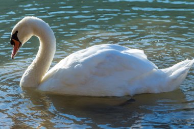 Gölde yüzen kuğu.