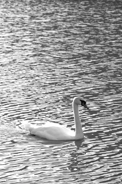 Schwan schwimmt im See — Stockfoto