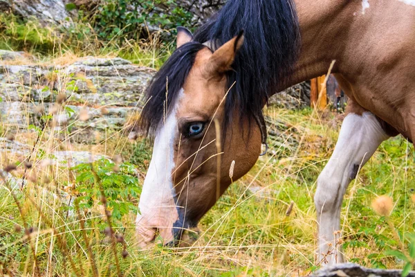 White eye horse — Stock Photo, Image