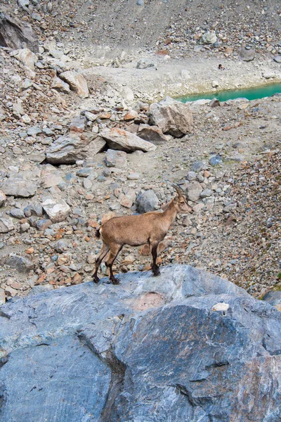 Chamois — Stock Photo, Image