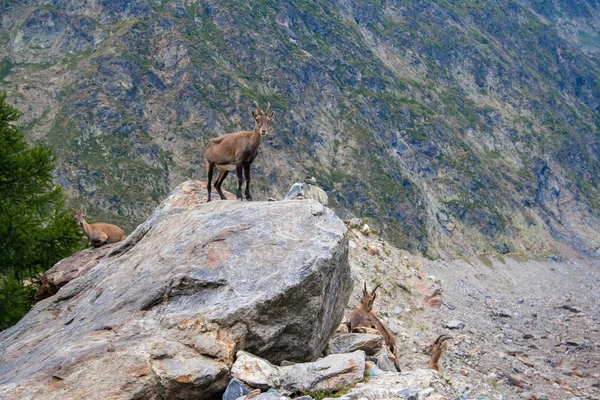 Chamois. — Fotografia de Stock