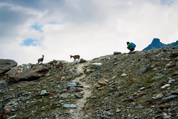 Les gens qui prennent une photo d'un chamois — Photo