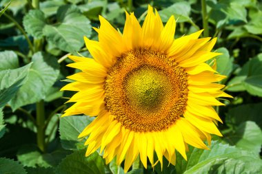 Ayçiçek yakın çekim resim