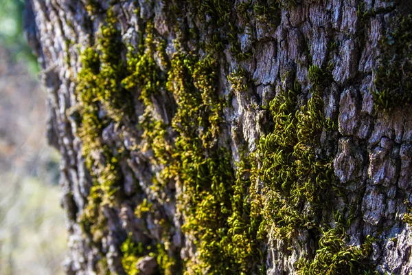 Tree trunk detail — Stock Photo, Image