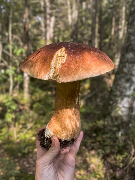 Grand Champignon Blanc Dans Isthme Carélie — Photo