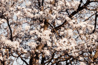 Bahar Nisanı çiçek açabilir. Çiçekler, sakura, açık havada çiçek açar. Güneş parkı, erik, yeşil bahçe, pastel tomurcuklar, Japon çevresi, makro botanik, taze kiraz çiçeği.