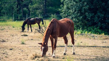 Sabah bsklet surerken kadrajma takanlar