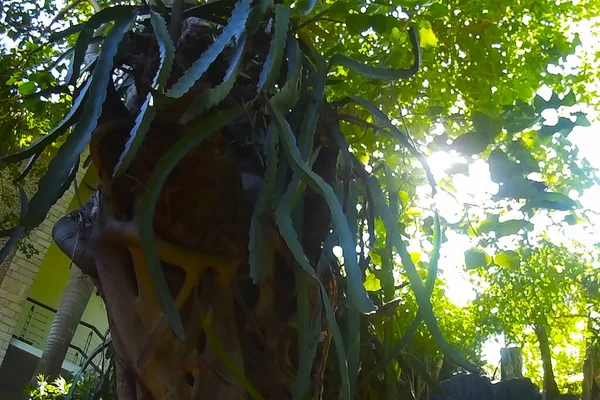 피쿠스 Ficus Bengal 뽕나무이다 나무는 나무를 이루고 있는데 나무는 공기가 — 스톡 사진