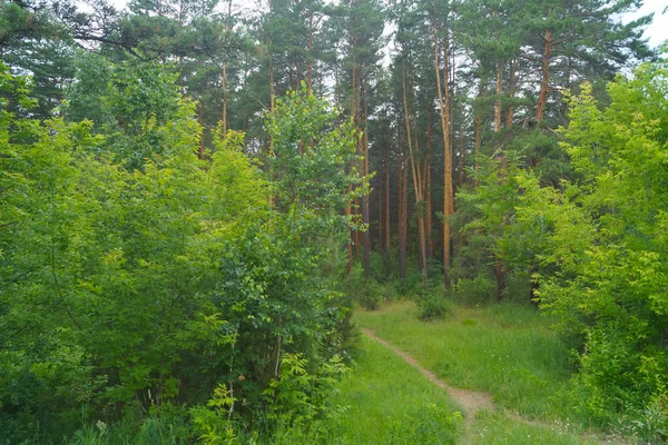 Ścieżka Biegnie Między Młodymi Drzewami Głąb Lasu — Zdjęcie stockowe