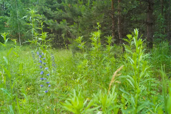 Grass Grows Lawn Forest — стоковое фото