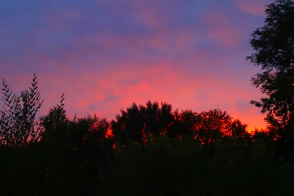 Bakom Trädens Konturer Mot Den Blå Himlen Den Röda Solnedgången — Stockfoto