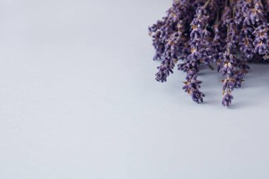 Pastel arka planda Lavander çiçekleri. Kopyalama alanı olan minimal bileşim.