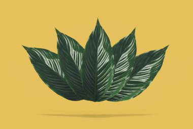 Sarı arka planda yeşil yaprakların deseni. Doğal yaprak bileşimi.