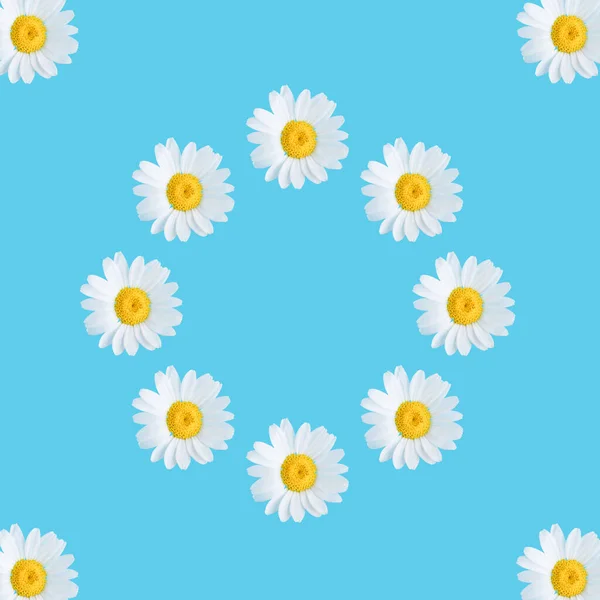 Cerchio Fiori Primaverili Sfondo Blu Concetto Minimale Naturale Daisy Blossom — Foto Stock