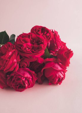 Beyaz arka planda kırmızı güller olan romantik bir kavram. Klasik yaratıcı aşk filtresi. Sevgililer Günü