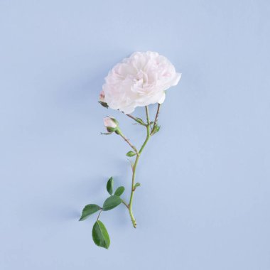 Pastel mavi arka planda beyaz çiçek açan çiçeklerden oluşan yaratıcı minimal bahar düzeni. Düz yatıyordu. Üst görünüm.