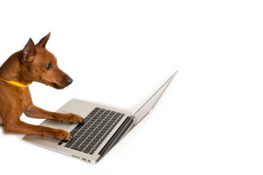 Kahverengi pinscher, sarı yakalı, dizüstü bilgisayarın yanında, beyaz bir arka plan..