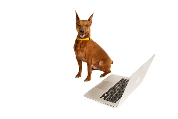 Brown pinscher, with a yellow collar, next to a laptop, a white background. — Stock Photo, Image
