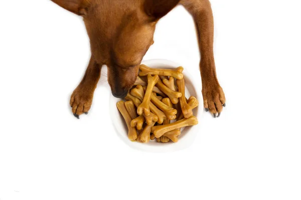 Pinscher castanho miniatura. Uma tigela de comida de cão. Branco estúdio fundo. — Fotografia de Stock