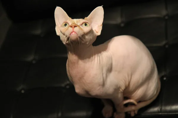 Retrato de un gato calvo. la Esfinge gato crianza es sin pelo animales sin pelo. — Foto de Stock