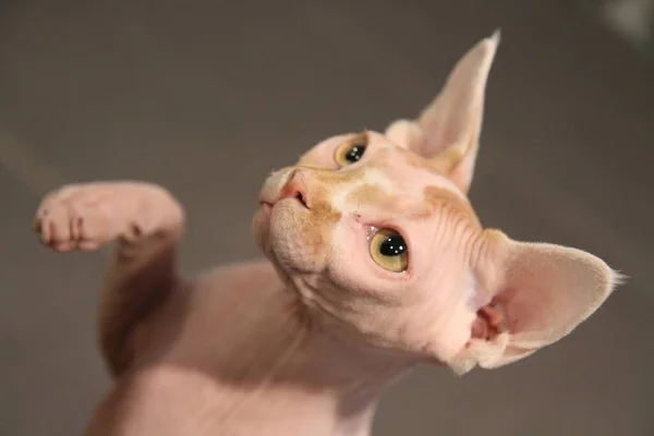 Portrait of a bald cat. The Sphynx cat breed is hairless animals without hair. — Stock Photo, Image