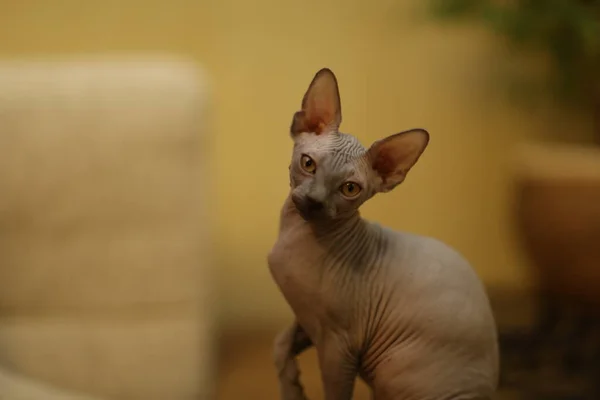 Портрет лысой кошки. Порода кошек Сфинкса это бесшерстные животные без волос.. — стоковое фото