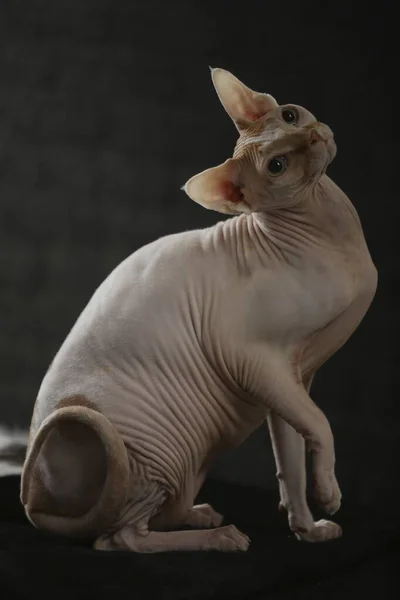 Portrét holohlavé kočky. Kočičí plemeno Sphynx je bezsrsté zvíře bez srsti. — Stock fotografie