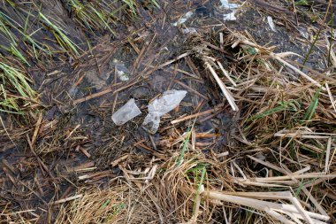 Gölün kıyısında çöp. Plastik torbalar ve şişeler çevreyi kirletir. Doğayı koruma ve koruma kavramı..