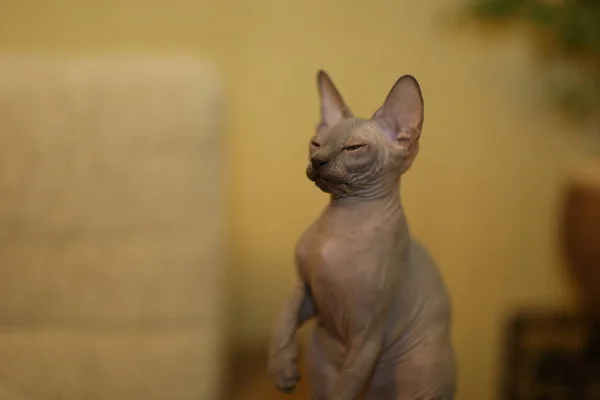 Портрет лысой кошки. Порода кошек Сфинкса это бесшерстные животные без волос.. — стоковое фото