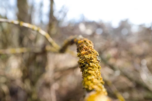 Ein Ast eines Baumes mit hellem Moos. Nahaufnahme. Frühling. — Stockfoto