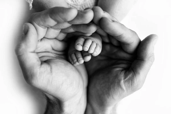 Voeten van een pasgeborene in de handen van een vader, ouder. Studio fotografie, zwart-wit. Gelukkig familieconcept. — Stockfoto