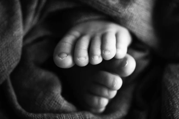Foto av benen på en nyfödd. Baby fötter täckt med ull isolerad bakgrund. Den lilla foten av en nyfödd i mjukt selektivt fokus. Svart och vit bild av fotsulorna. — Stockfoto